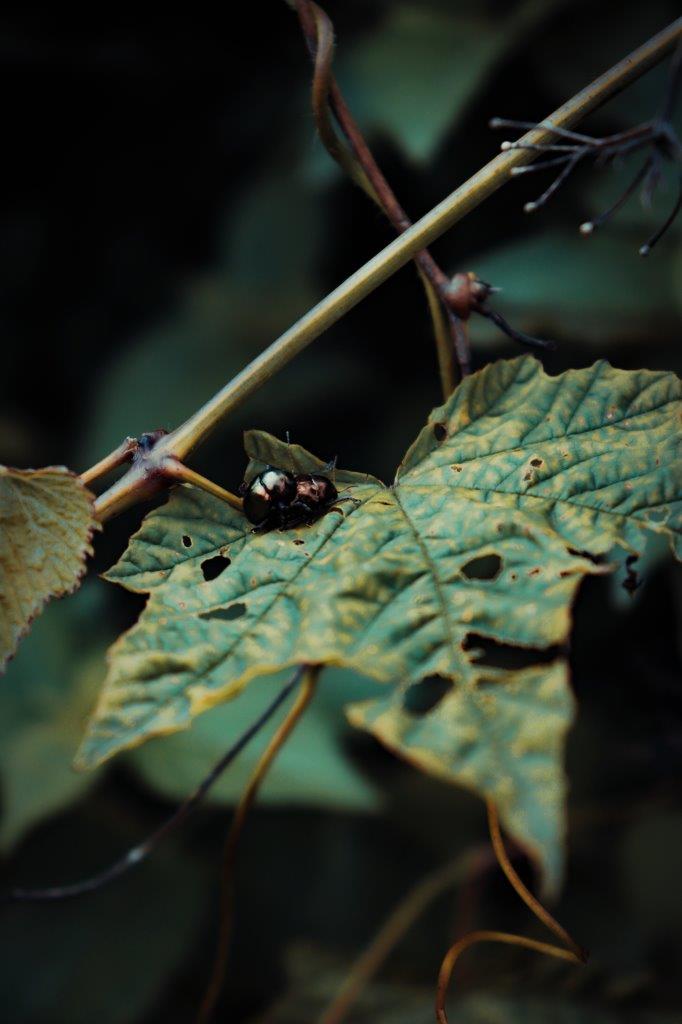 Picture of an unhealthy plant